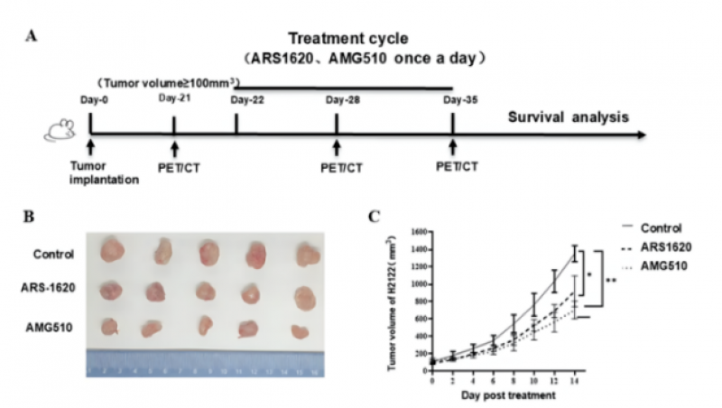 哈医大孙夕林团队突破肺癌诊疗难题 成功研发KRAS靶向PET示踪剂