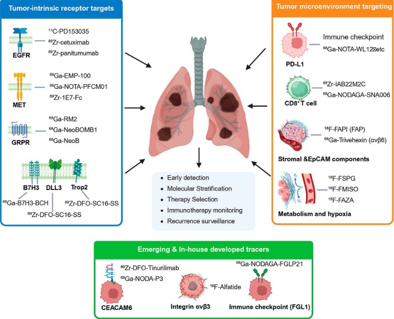 江苏省原子医学研究所杨敏教授团队 Chem. Biomed. Imaging | 特异性PET成像用于肺癌精准管理：研究进展、临床转化与未来方向