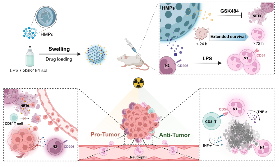 苏大团队在重编程中性粒细胞增强肿瘤放射免疫治疗方面取得新突破