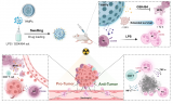 苏大团队在重编程中性粒细胞增强肿瘤放射免疫治疗方面取得新突破
