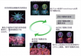 千叶大学与QST医院完成全球首个重离子放疗联合免疫疗法治疗晚期肝癌临床试验