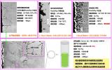 上海应物所在合金碲脆研究领域取得重要进展
